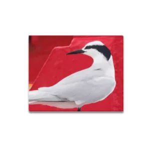 Black-naped Tern on Red Buoy Framed Canvas Print 20x16 inches