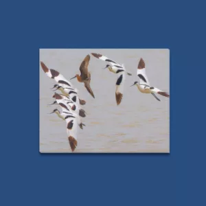 Pied Avocets and Asian Dowitcher Framed Canvas Print 20x16 inches