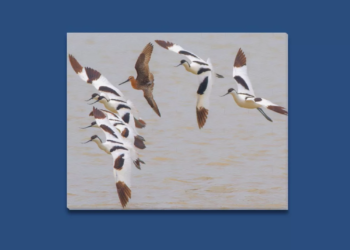 Pied Avocets and Asian Dowitcher Framed Canvas Print 20×16 inches