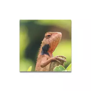 Changeable Lizard displaying Framed Canvas Print 16x16 inches