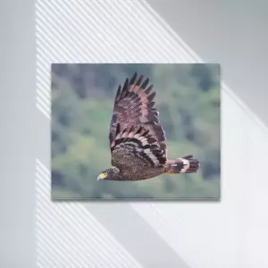 Crested Serpent Eagle Framed Canvas Print 20x16 inches