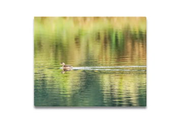 Little Grebe and Reflections Framed Canvas Print 20×16 inches