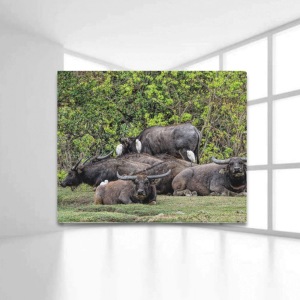 Water Buffaloes and Cattle Egrets on Lantau in Hong Kong Framed Canvas Print 20x16 inches