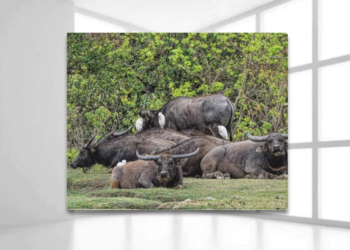 Water Buffaloes and Cattle Egrets on Lantau in Hong Kong Framed Canvas Print 20×16 inches
