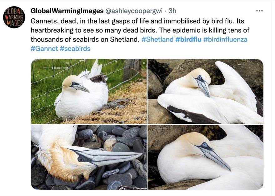 dead n dying gannets
